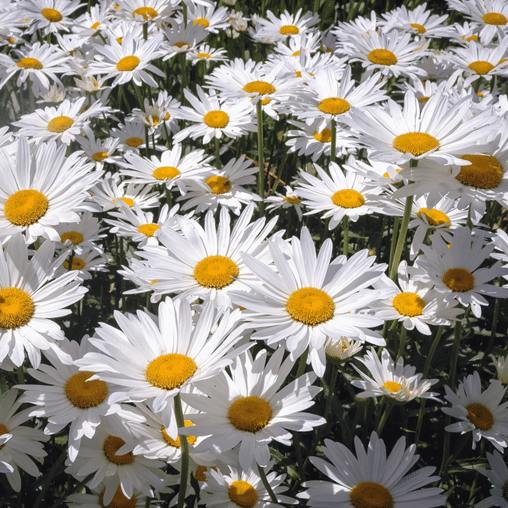 Witte margriet
